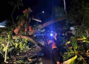 Hujan Deras Disertai Angin Kencang, Brimob Polda Sumut Evakuasi Pohon Tumbang di Pematangsiantar