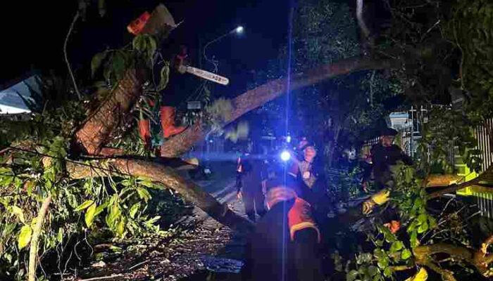 Hujan Deras Disertai Angin Kencang, Brimob Polda Sumut Evakuasi Pohon Tumbang di Pematangsiantar