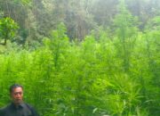 Deninteldam I/BB Temukan Ladang Ganja di Hutan Sibuatan, Tim Gabungan TNI Sita 400 Batang Ganja Siap Panen