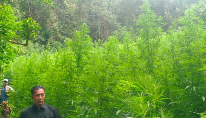 Deninteldam I/BB Temukan Ladang Ganja di Hutan Sibuatan, Tim Gabungan TNI Sita 400 Batang Ganja Siap Panen